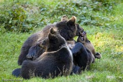 Braunbrin  - Zum Vergroessern klicken!